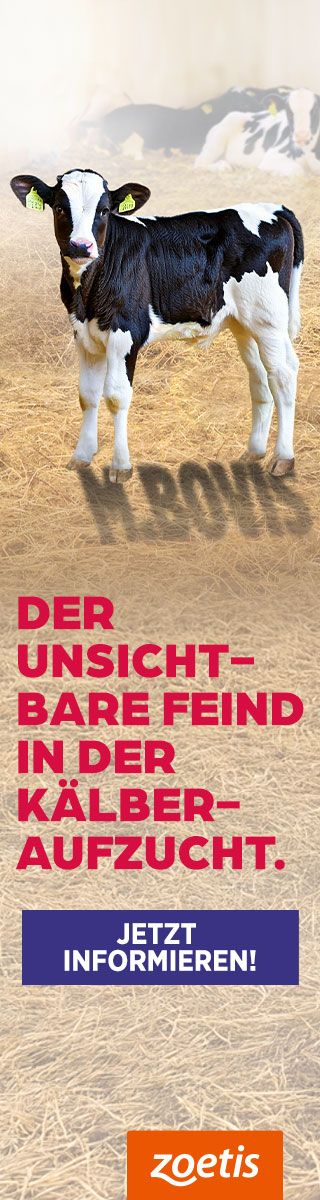 Mycoplasma bovis Infektion beim Kalb