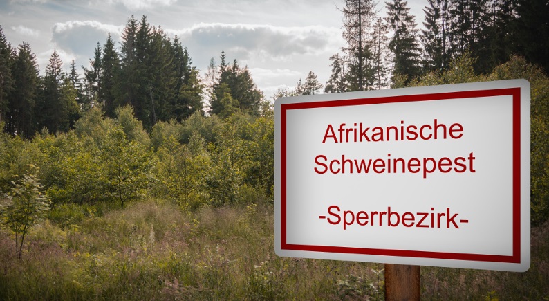 Weitere 6 Wildschweine in Hessen positiv auf ASP getestet