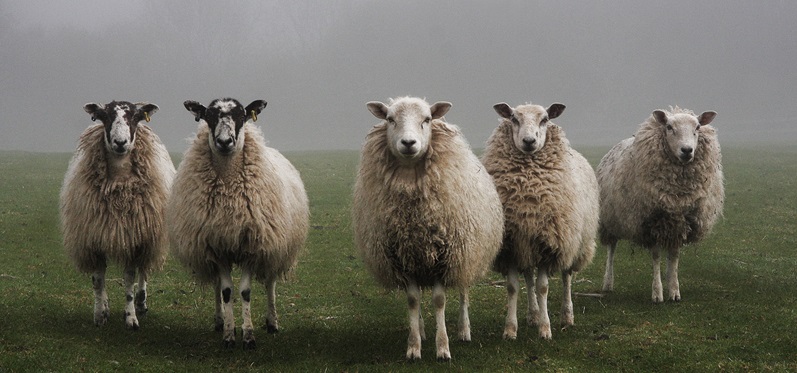 Schafzüchter wegen Blauzungenkrankheit besorgt