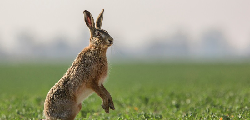 Myxomatose grassiert unter Feldhasen in NRW