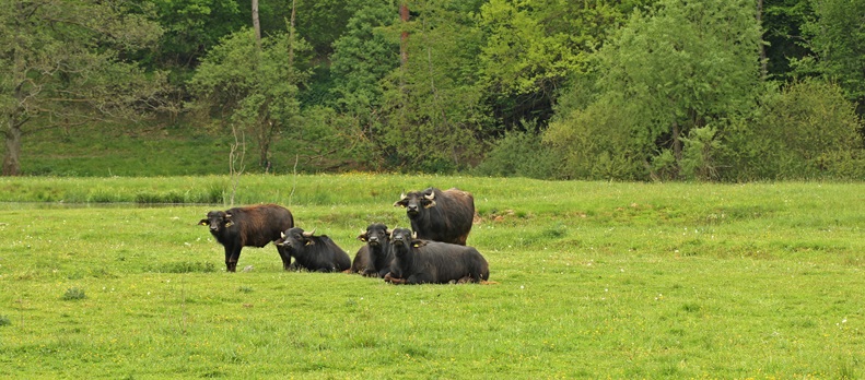 Ausbruch der Maul- und Klauenseuche in Brandenburg