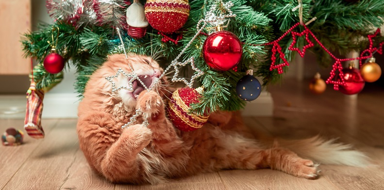 Vergiftungsgefahr für Tiere wächst in der Weihnachtszeit