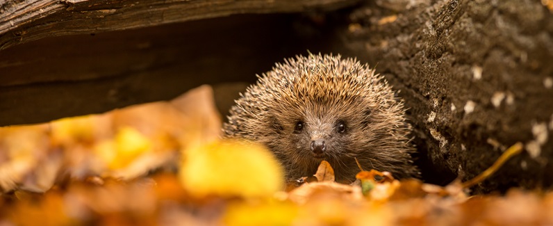 Weltnaturschutzunion stuft Igel erstmals als bedrohte Art ein