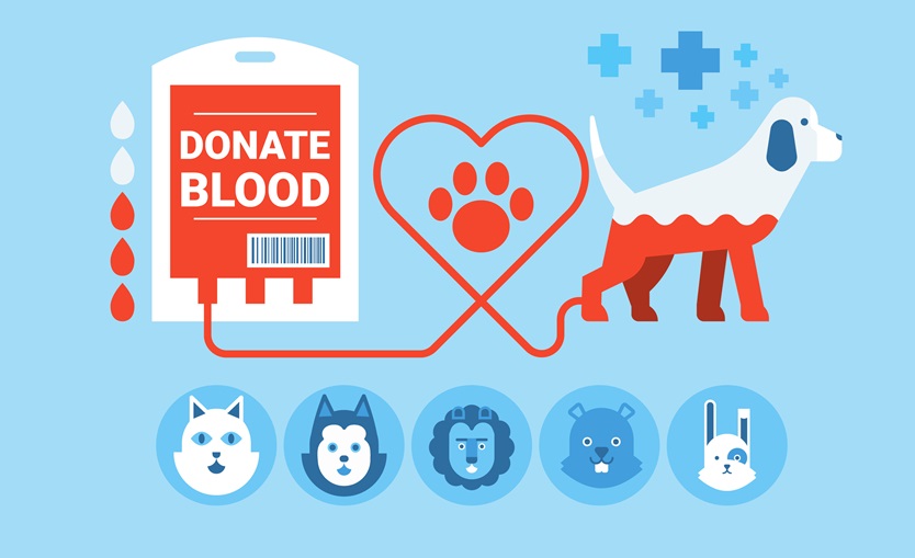 Hunde und Katzen dringend für Blutspenden gesucht