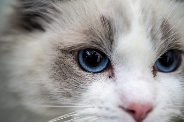 Sorge wegen regionaler Häufung von HPAI-Ausbrüchen bei Katzen   
