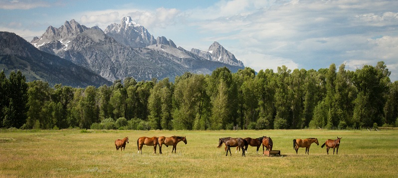 Toxin als Ursache für Equine Gras Sickness identifiziert